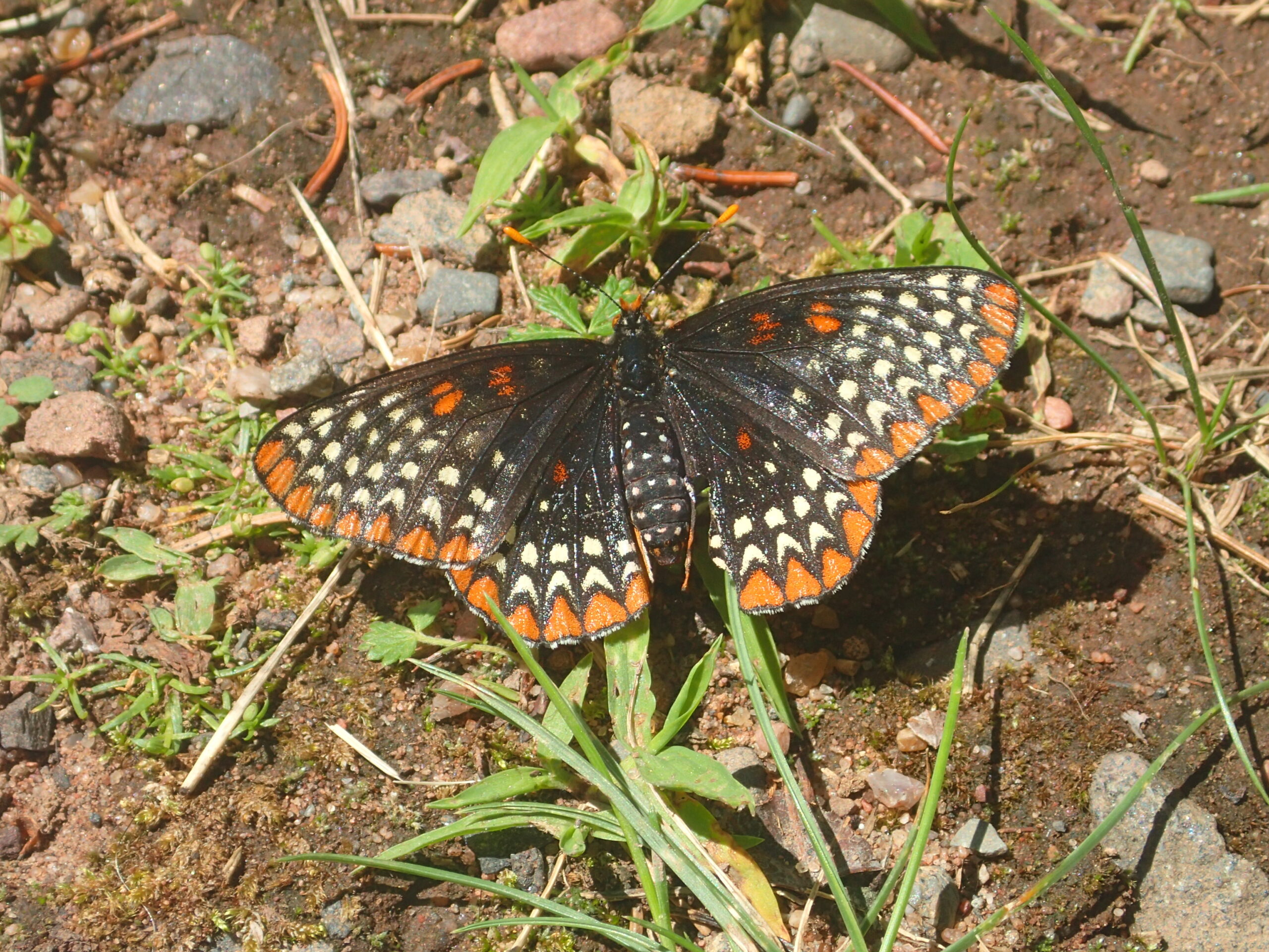 Baltimore Checkerspot